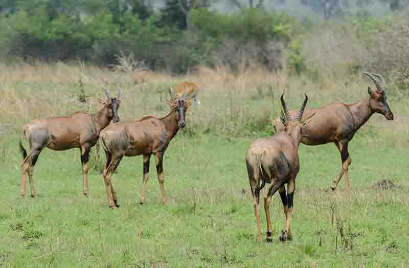 148 - Antilopes Topi - parque nacional Queen Elizabeth - Uganda